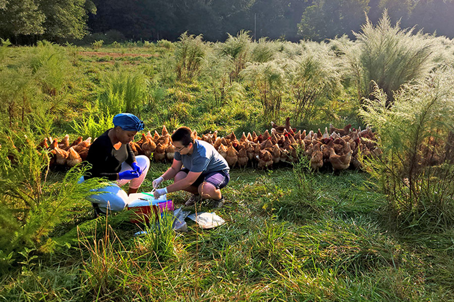 Graduate students Leniha Lagarde (left) and Sofia Varriano collect feces samples from pastured chickens at Foster Brady Farms in Madison, Georgia.