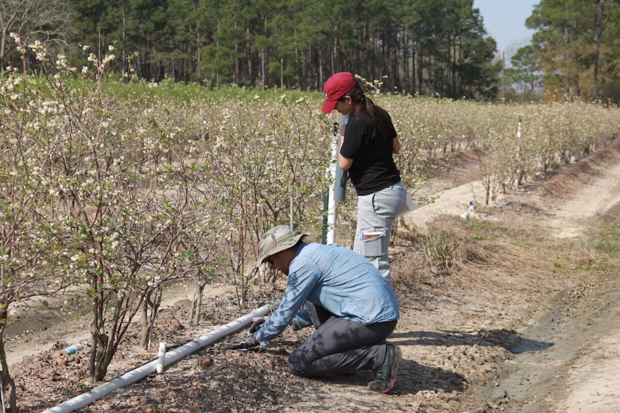 Researchers set up traps to identify native, wild bees in blueberry fields