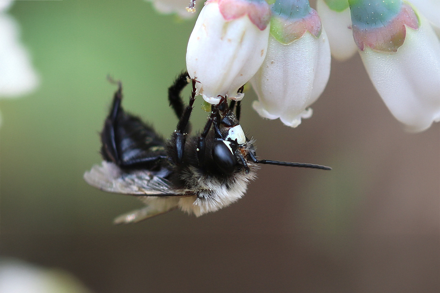 A native, southeastern blueberry bee pollinates a blueberry blossom.