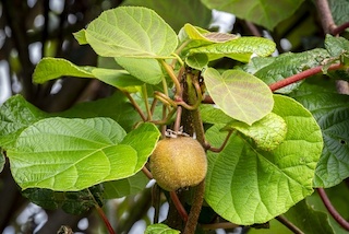 Growing Kiwi