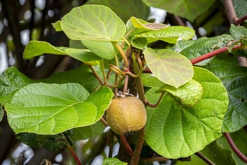UGA Extension experts provide information on growing uncommon Southern delights in your own backyard.