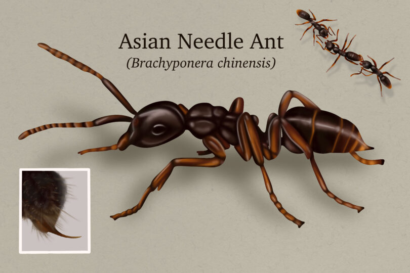 Illustration of the Asian Needle Ant