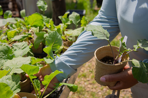 Selecting heirloom collard plants.