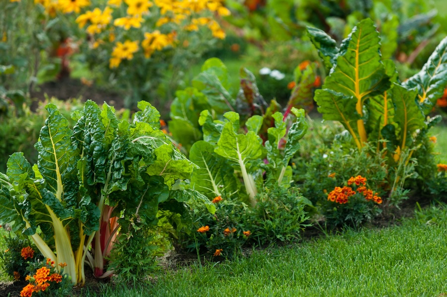 Edible landscapes incorporate both ornamental and edible plants, with more focus on aesthetics than a traditional vegetable garden.