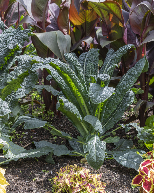 Combination plantings