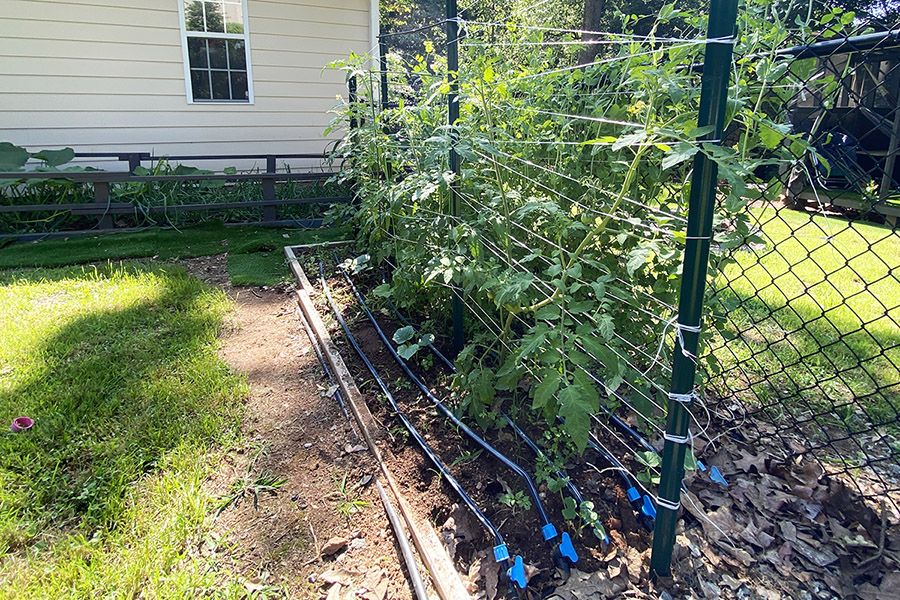 Submitted photo (from Emily Cabrera) of the Florida weave tomato support system.
