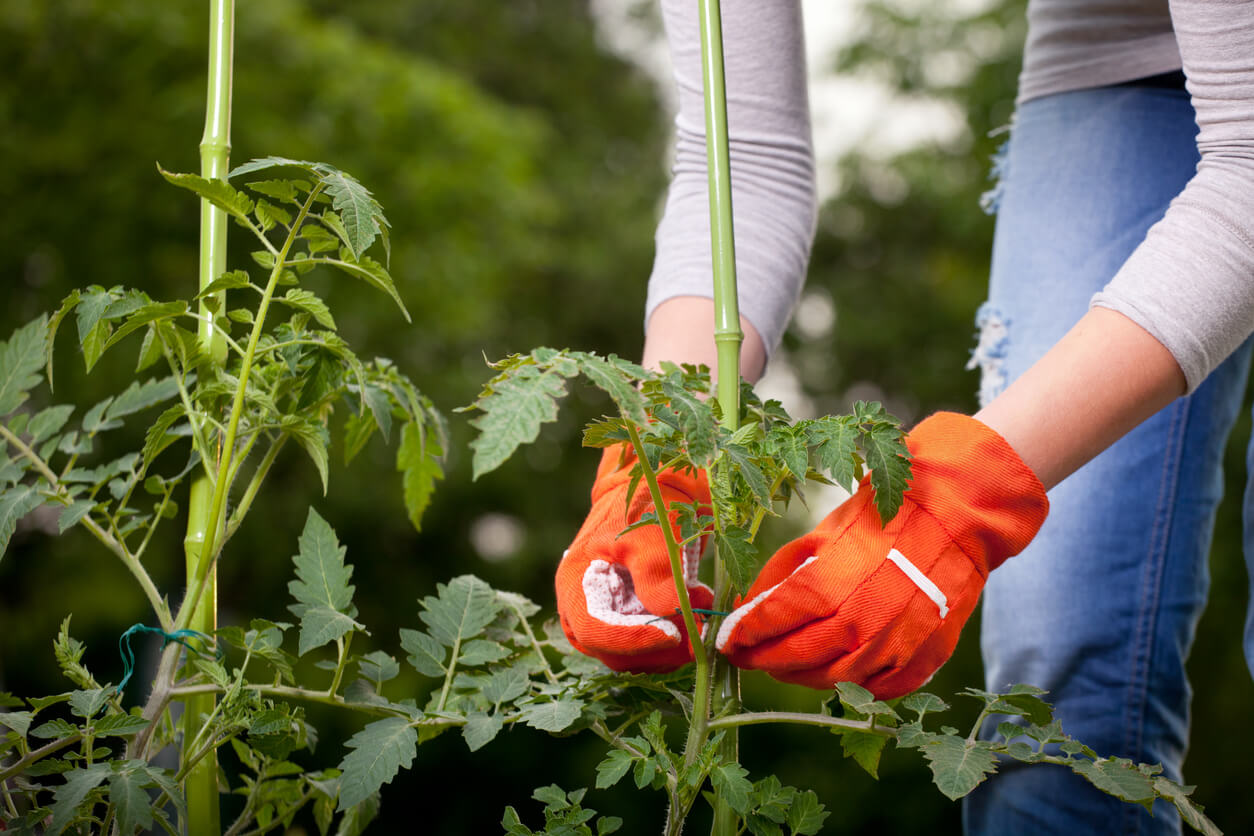 Staking tomatoes