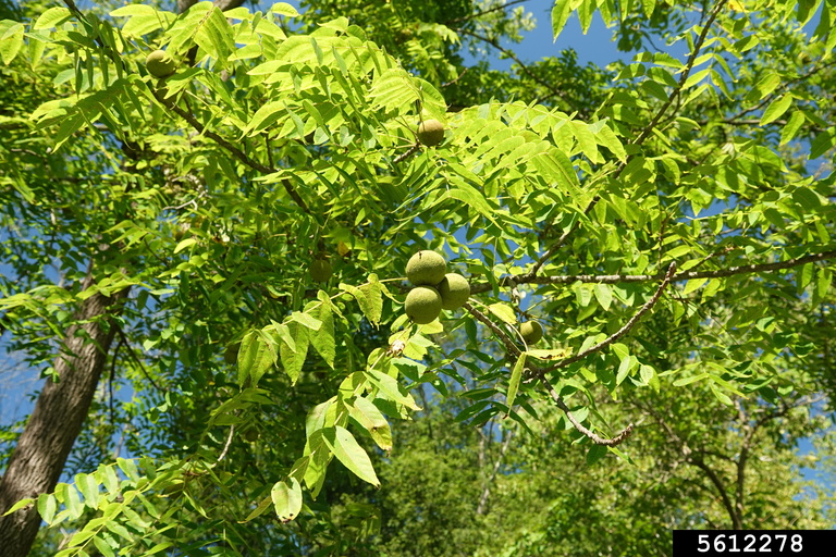 Black walnut provides both valuable hardwood and edible nuts.
