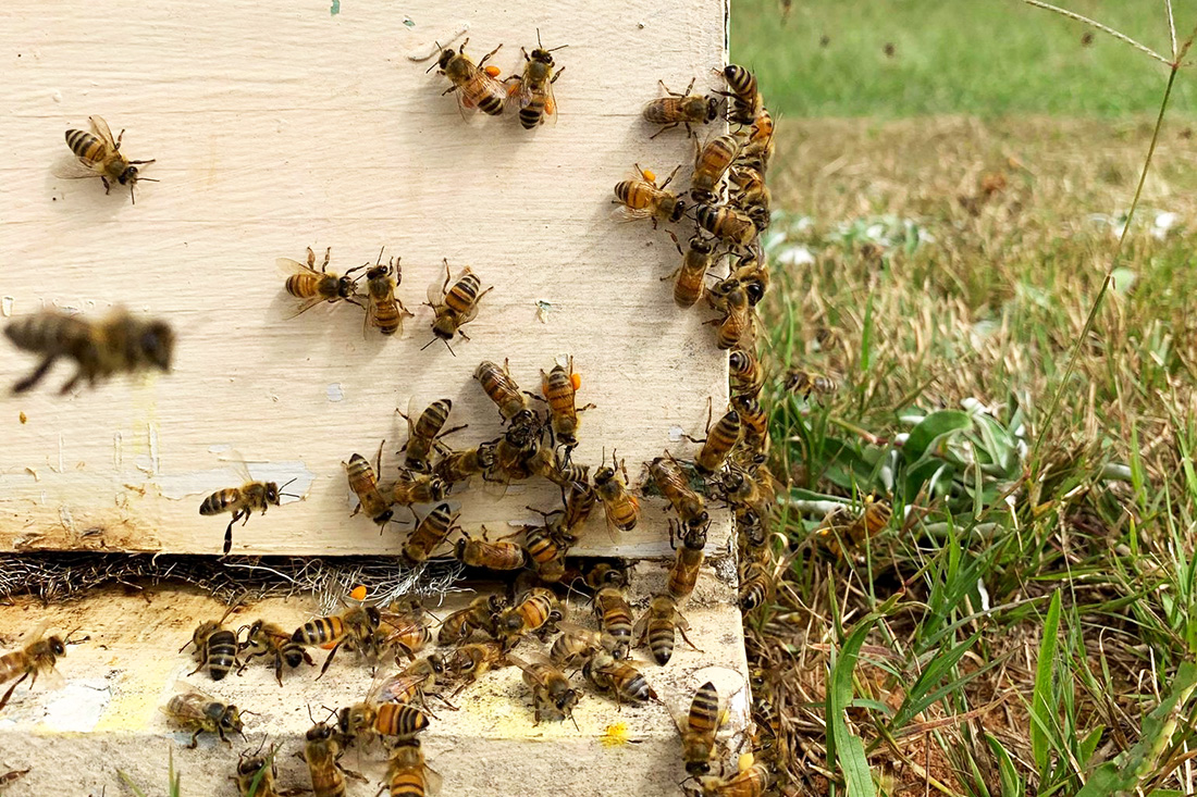 UGABeeLab hiveentrance