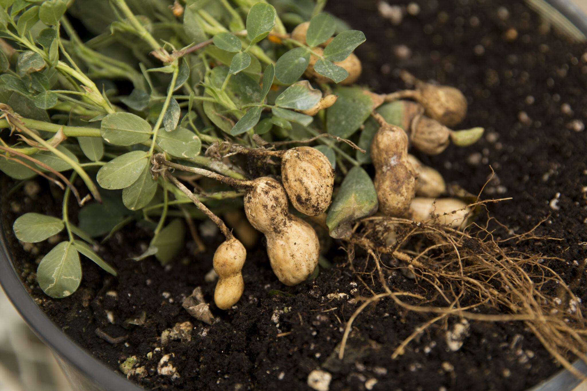 UGA’s new products from research include two disease-resistant peanut cultivars developed by National Academy of Inventors Fellow Bill Branch that have been credited with saving the southeastern U.S. peanut. (Photo by Andrew Davis Tucker/UGA)