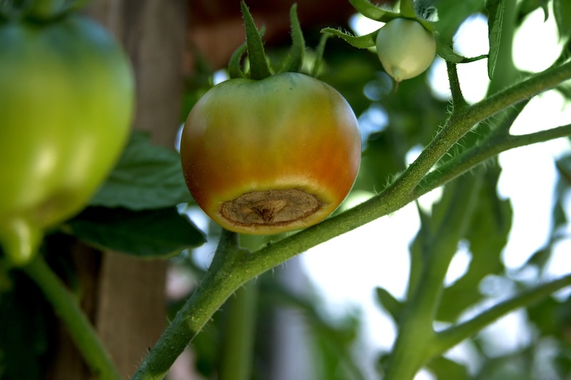 Blossom end rot on tomato, due to nutrient deficiency