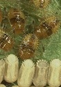 Recently hatched kudzu bug nymphs