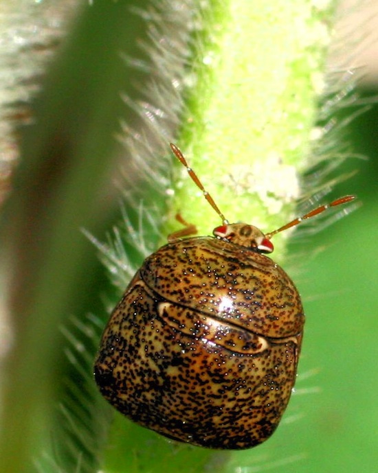 Kudzu bug