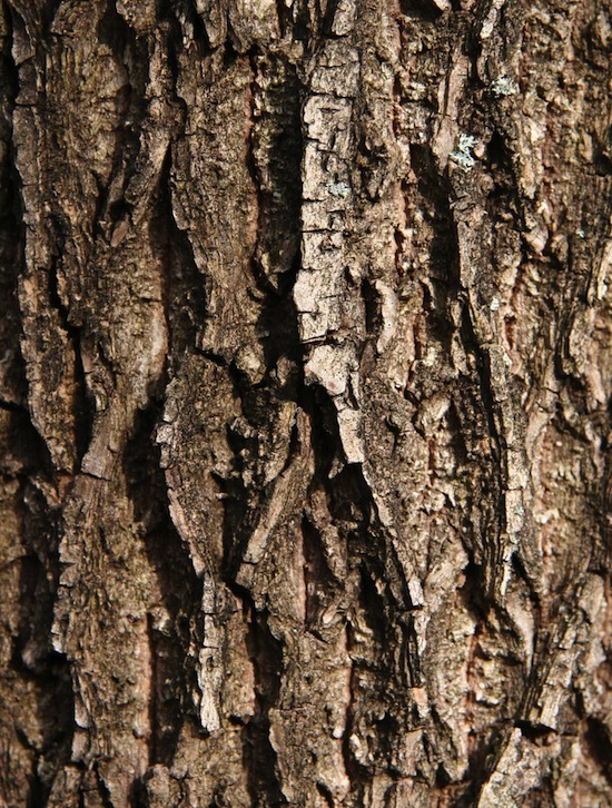 The bark of a black walnut tree