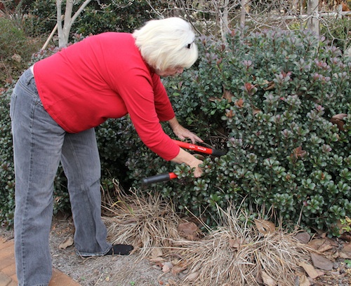 A Georgia Master Gardener trims a shrub in the University of Georgia Research and Education Garden in Griffin, Ga.