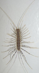 Their spindly legs make house centipedes excellent predators of cockroaches and other household pests.