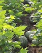 Leftover watermelons lay in a field full of cotton plants. The two crops were grown together using a system called inter-cropping.