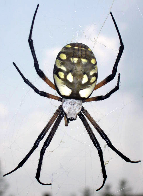 Garden spider in web