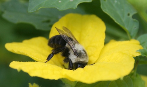 A bumble bee collects pollen from a tomatillo bloom in a Butts Co., Ga., garden.