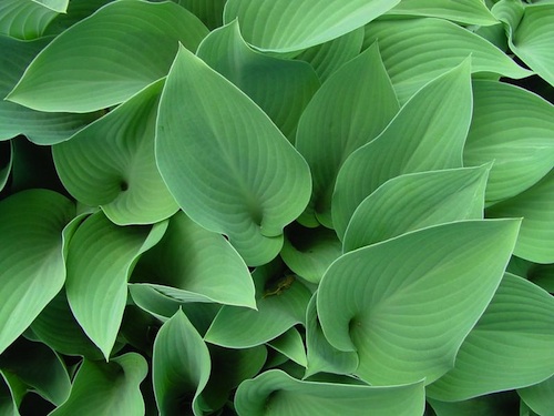 Hostas come in a host of varieties including 'Krossa Regal,' pictured here. This variety has frosty blue-green leaves and produces lavender flowers.