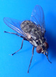 Stable flies look a lot like houseflies, but they bite.