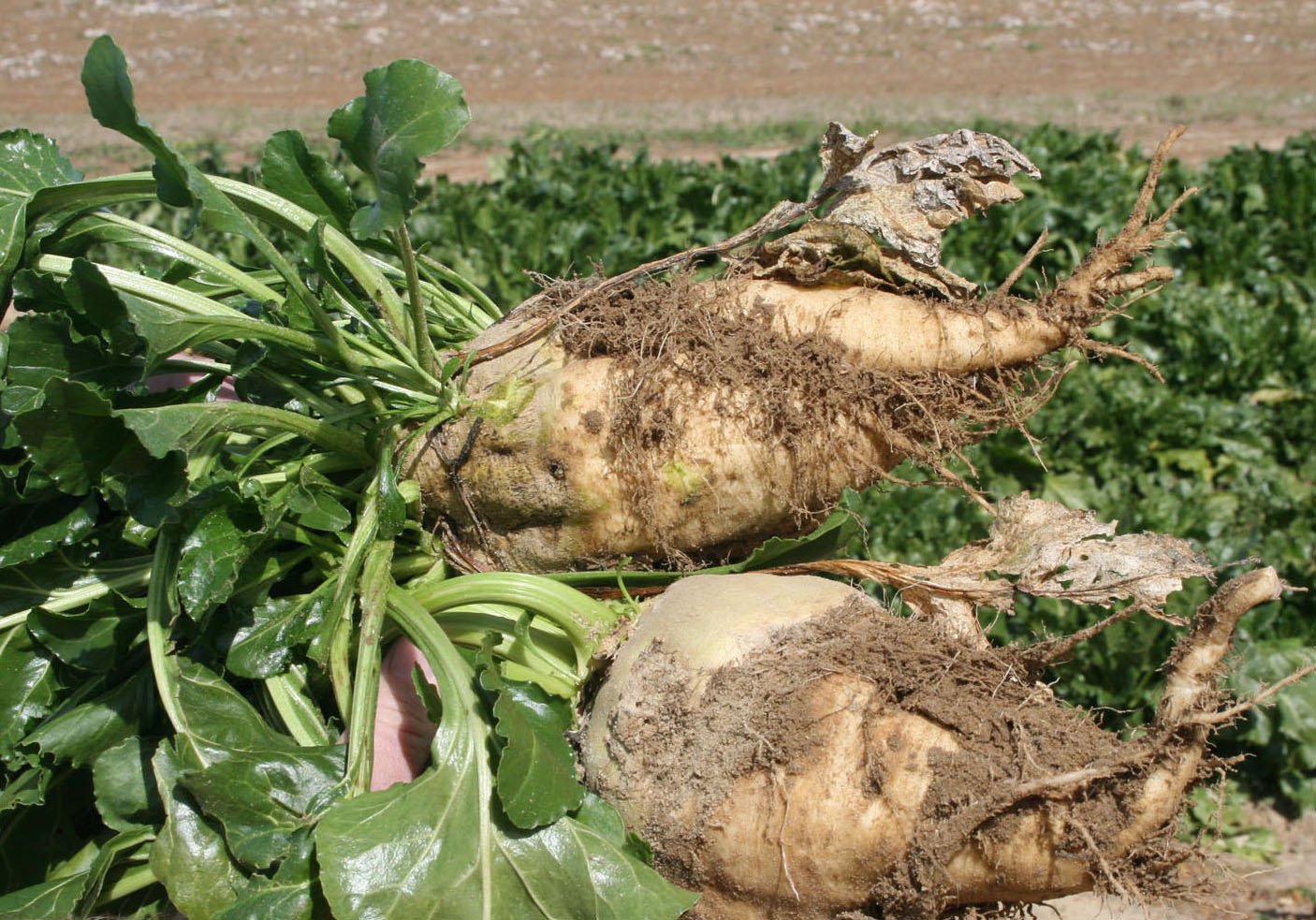 A pair of beets plants are shown on the Lang Farm in Tifton, Ga.