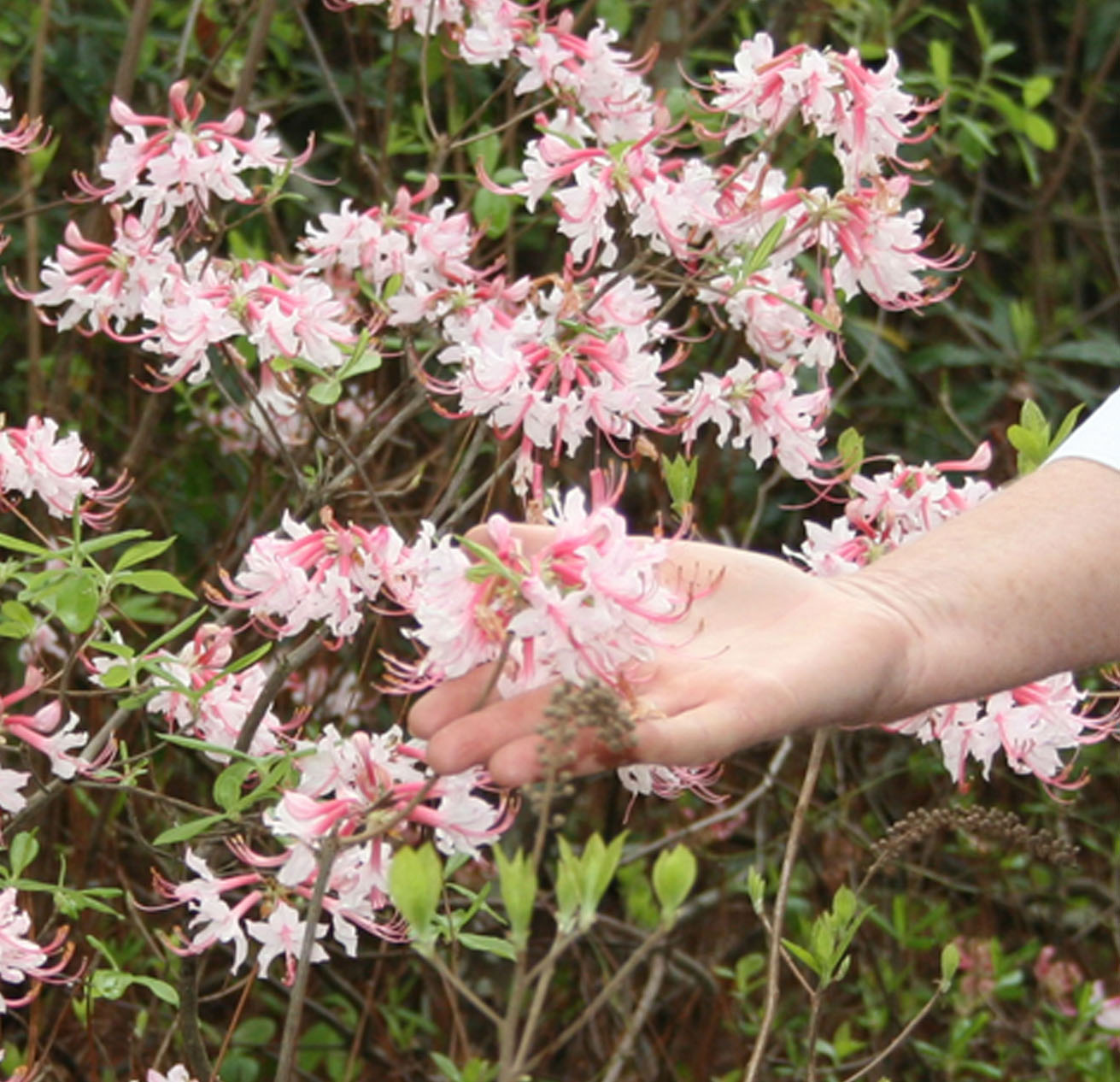 Pictured is a Piedmont Azalea growing in the Coastal Plain Research Arboretum on the Tifton campus of the University of Georgia.