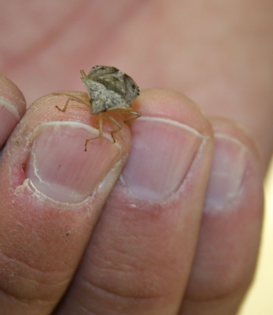 Stink bugs can have a costly and harmful impact on cotton farmers.