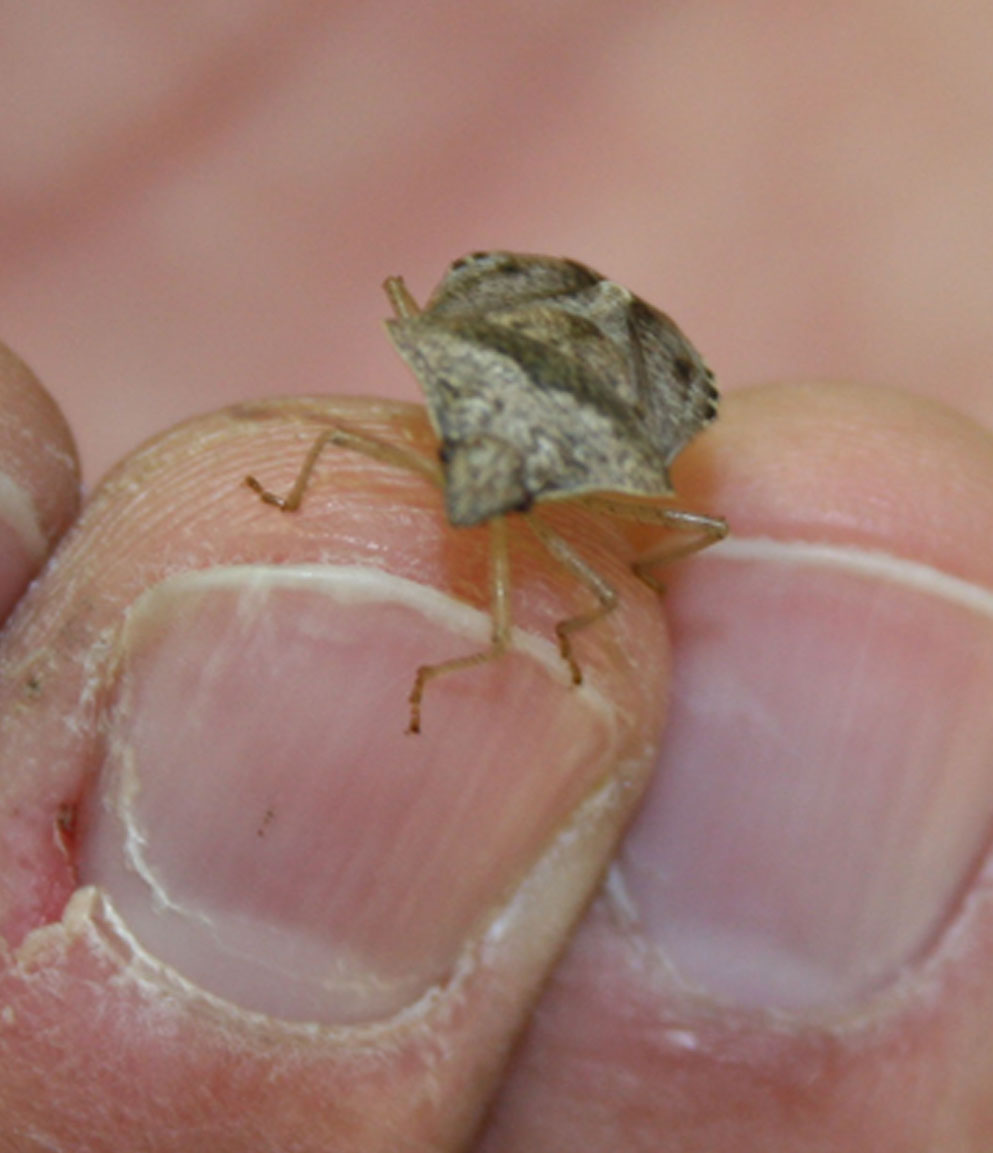 Stink bugs can have a costly and harmful impact on cotton farmers.