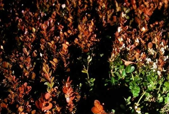 Winter injury on boxwood turns leaves a brownish-red or bronze color. If your boxwood has winter injury, the leaves should be green by the summer.