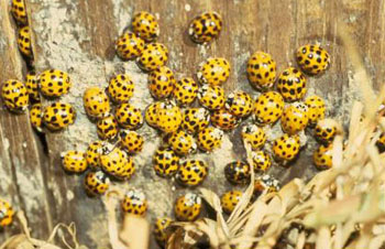 Annoying masses of lady beetles bugging Georgians