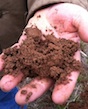 A fistful of rich soil from the University of Georgia's J. Phil Campbell Sr. Research and Education Center in Watkinsville, Ga.