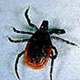 Lyme disease-infecting ticks (Ixodes scapularis) are among the smallest in Georgia. From left to right, on a centimeter scale: the adult female, adult male, nymph and larva.
