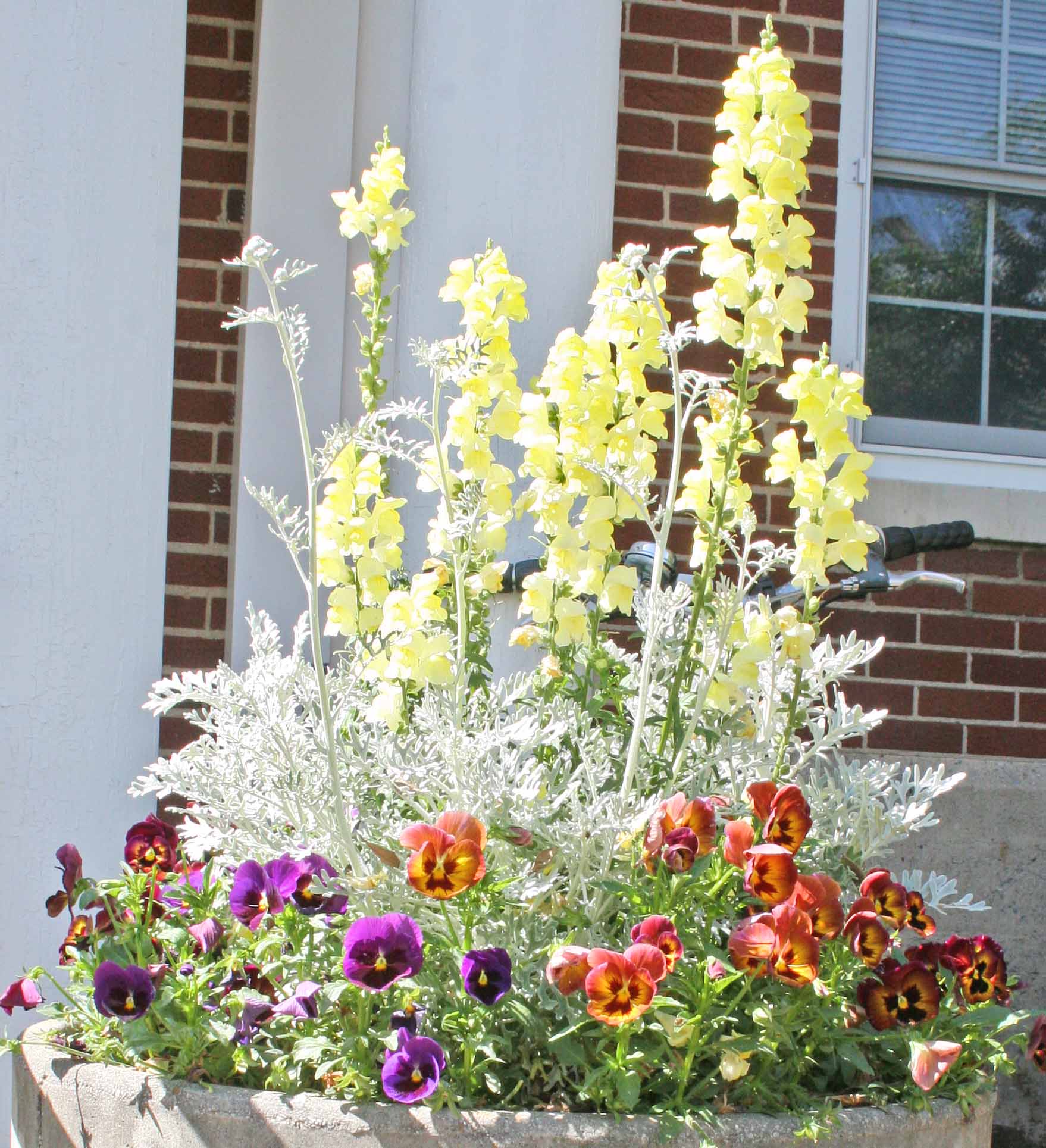 This year, why not skip the Mother's Day bouquet, and make mom a living collection of flowers and plants that may last for years? Matthew Chappell, a UGA Extension horticulturist, has several tips for creating the perfect, one-pot container garden.