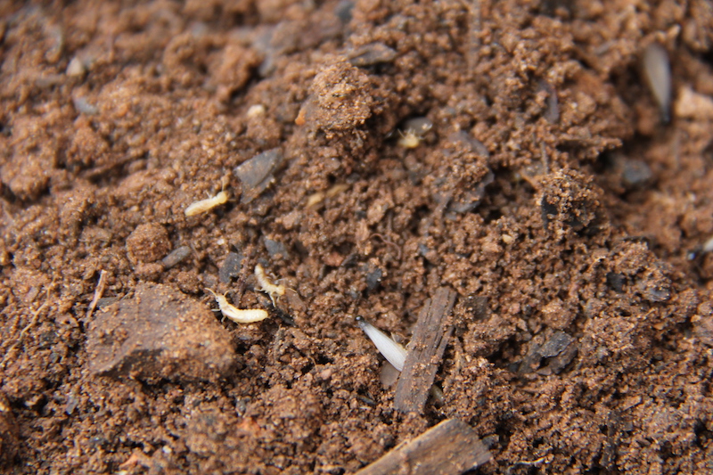 Termites feed on pieces of wood in garden soil.