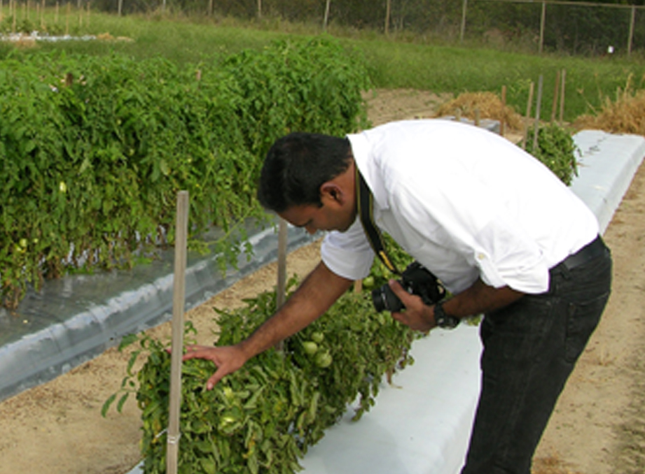 University of Georgia Entomologist Rajagopalbabu Srinivasan examines a tomato plant on a plot on the Tifton campus.