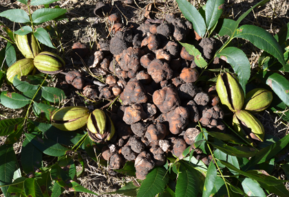 A group of truffles are shown next to pecans in an orchard.