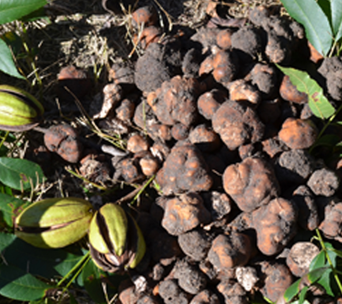 A group of truffles are shown next to pecans in an orchard.
