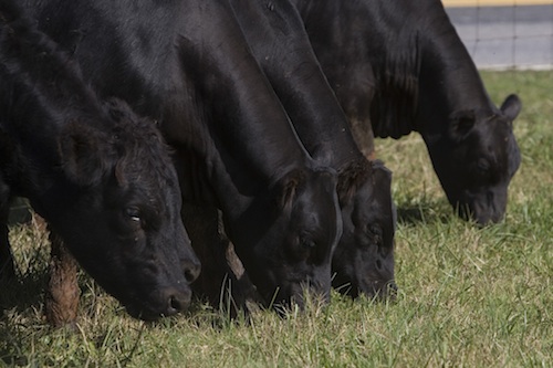 Although there is no one-size-fits-all rule to rotational grazing management, to provide forage rest and recovery and improve grazing efficiency, the first step is to get cattle moving.
