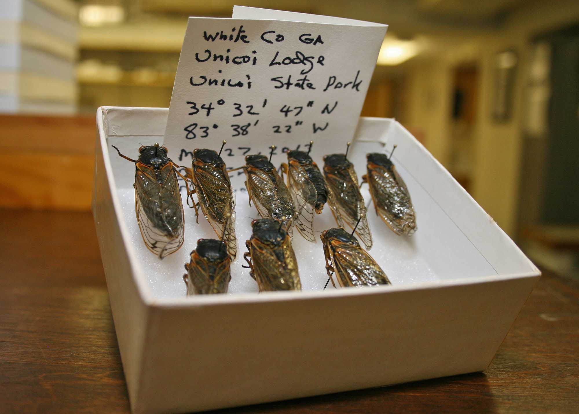 Dac Crossley, emeritus curator of mites for the Georgia Museum of Natural History, collected the first of the museum's Georgia-grown Brood II cicadas over Memorial Day weekend in White County. The museum's curators are asking the public to send any intact cicada carcasses they find to help study the Brood II emergence in Georgia. (Credit: J. Merritt Melancon/UGA)