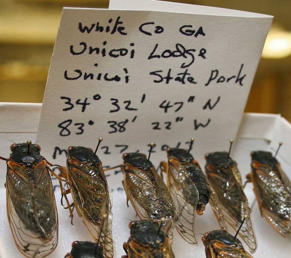 Dac Crossley, emeritus curator of mites for the Georgia Museum of Natural History, collected the first of the museum's Georgia-grown Brood II cicadas over Memorial Day weekend in White County. The museum's curators are asking the public to send any intact cicada carcasses they find to help study the Brood II emergence in Georgia. (Credit: J. Merritt Melancon/UGA)
