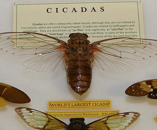 The Georgia Museum of Natural History has an international collection of cicadas ranging in size from smaller than a pinkie fingernail to some Southeast Asian species that are the size of the palm of a hand, all in a rainbow of colors.