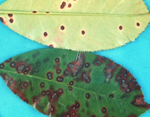 Entomosporium leaf spot on Photinia (Red Tip). Small reddish leaf spots appear initially. As spots age, center is grayish with a dark purple border. Leaf spots may coalesce causing severe leaf blight. Severely infected leaves drop prematurely. Over time severely infected plants die. Infection is favored by poor air circulation and prolonged periods of leaf wetness.