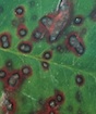 Entomosporium leaf spot on Photinia (Red Tip). Small reddish leaf spots appear initially. As spots age, center is grayish with a dark purple border. Leaf spots may coalesce causing severe leaf blight. Severely infected leaves drop prematurely. Over time severely infected plants die. Infection is favored by poor air circulation and prolonged periods of leaf wetness.