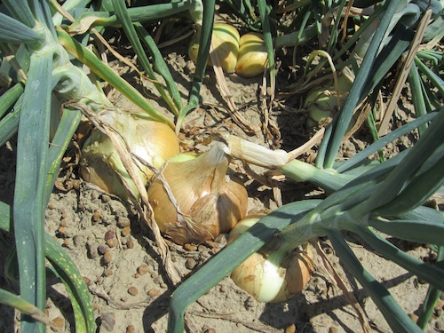 Vidalia onions growing in Lyons, Ga.