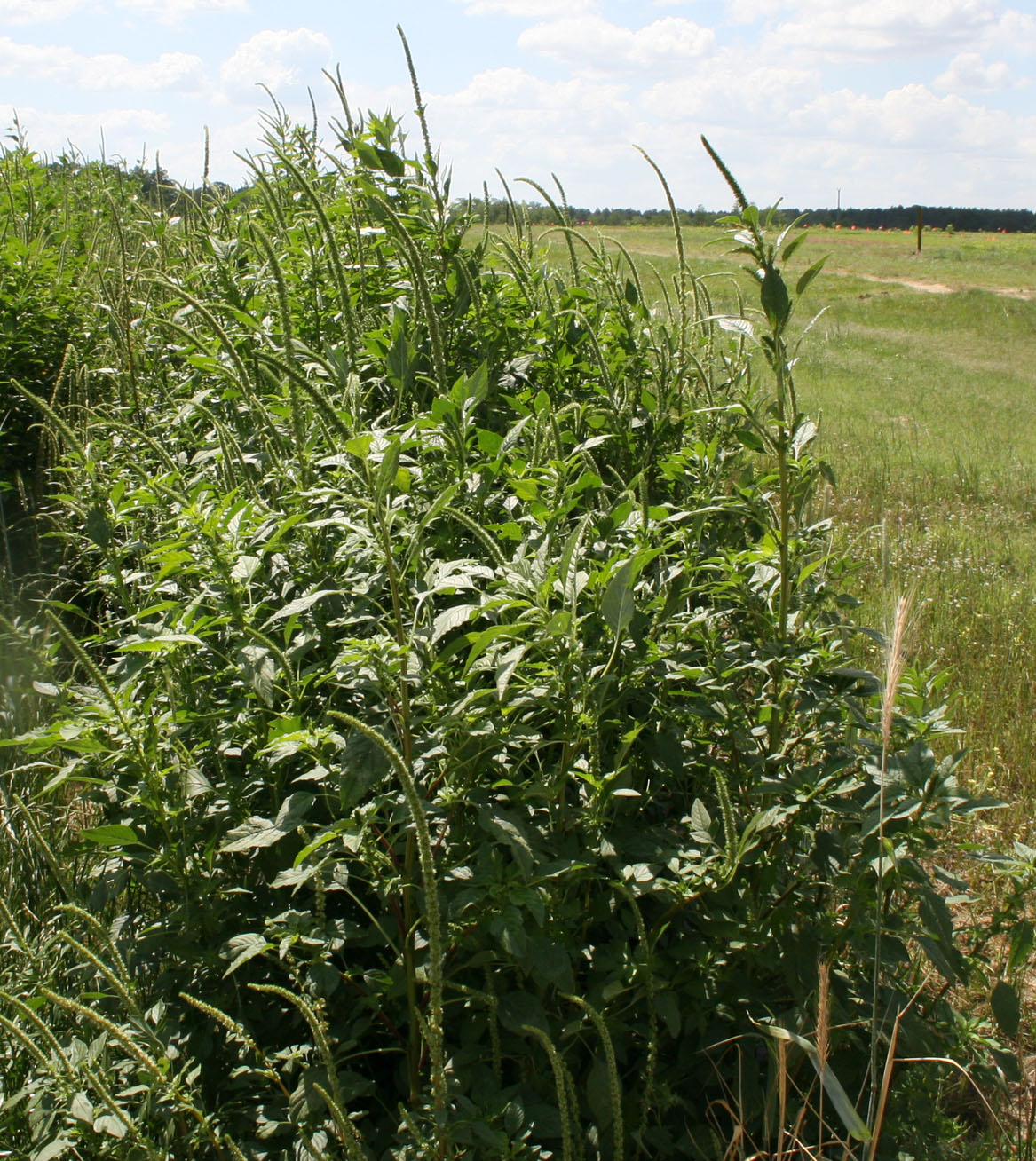 Palmer amaranth, a broadleaf weed pictured here, can reach heights of 7 to 10 feet.
