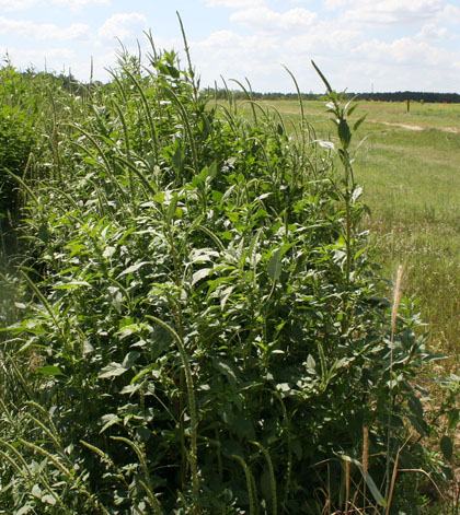 Palmer amaranth can reach heights of up to 7-10 feet. UGA Extension weed specialist Eric Prostko encourages farmers to continue to control Palmer amaranth even after their corn is harvested.