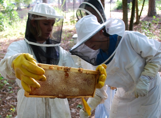Staff members from Rock Eagle 4-H Center are shown checking a frame from a bee hive at the center in Eatonton, Ga.