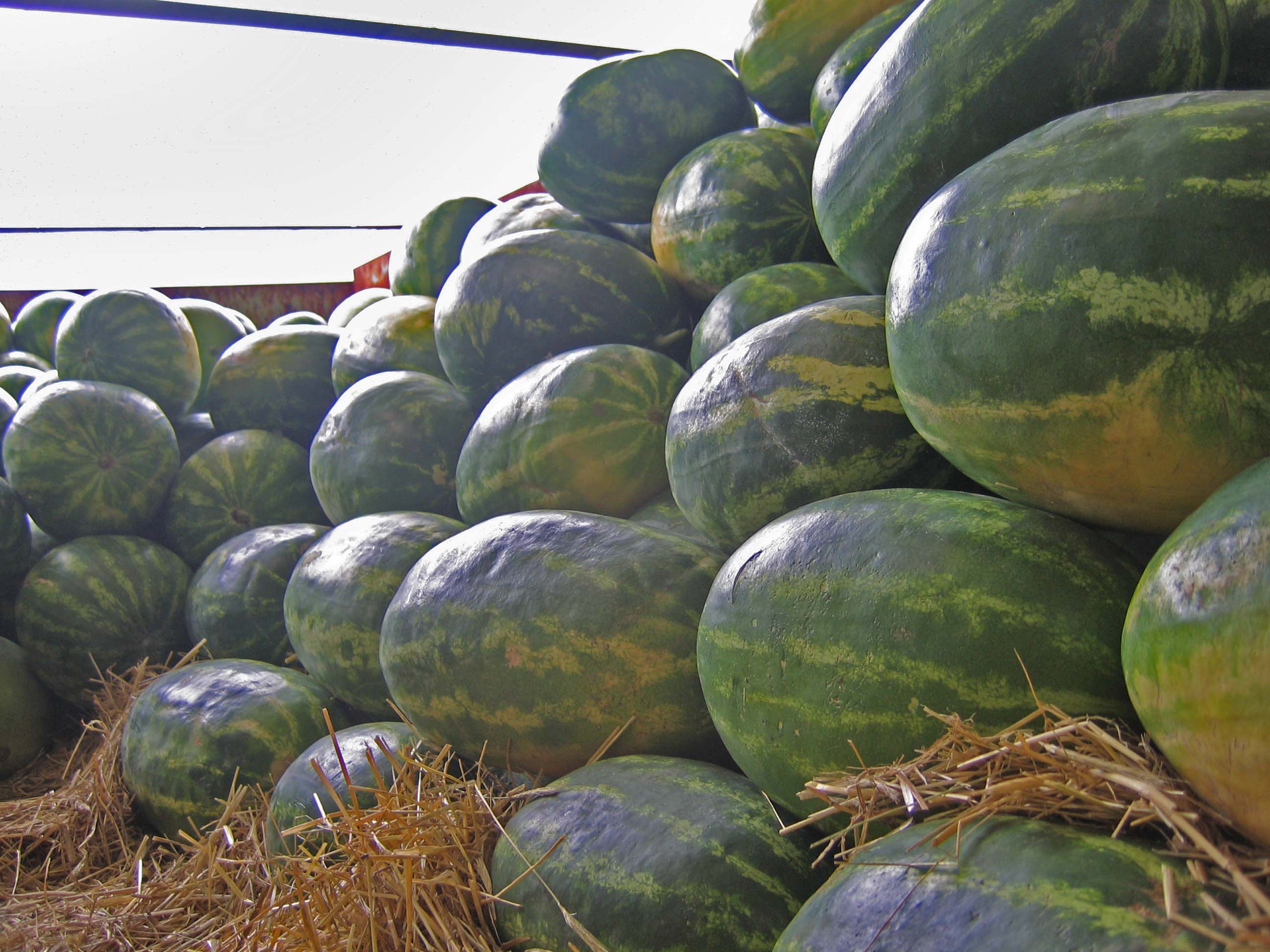 Georgia watermelons harvested for delivery.