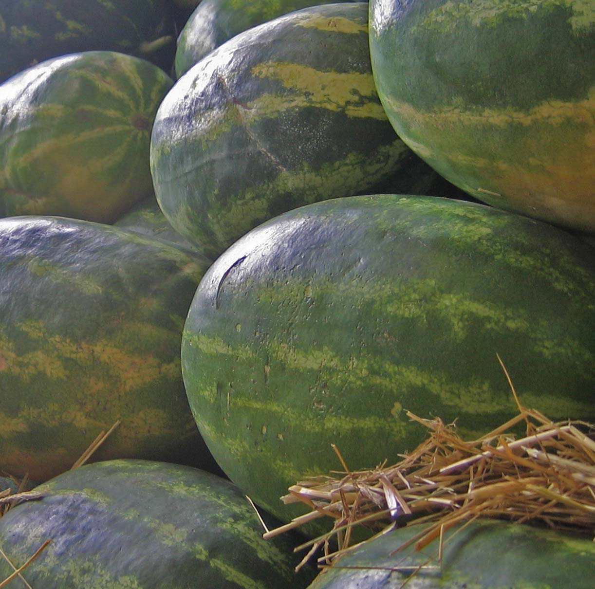 Georgia watermelons harvested for delivery.